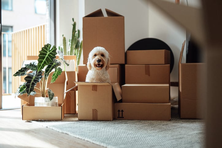 Moving Home