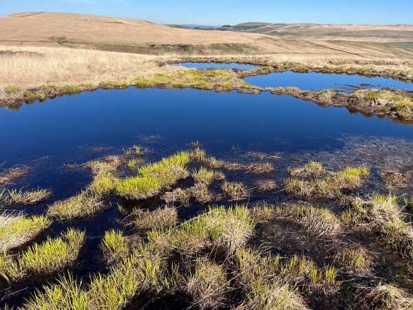 Peatland