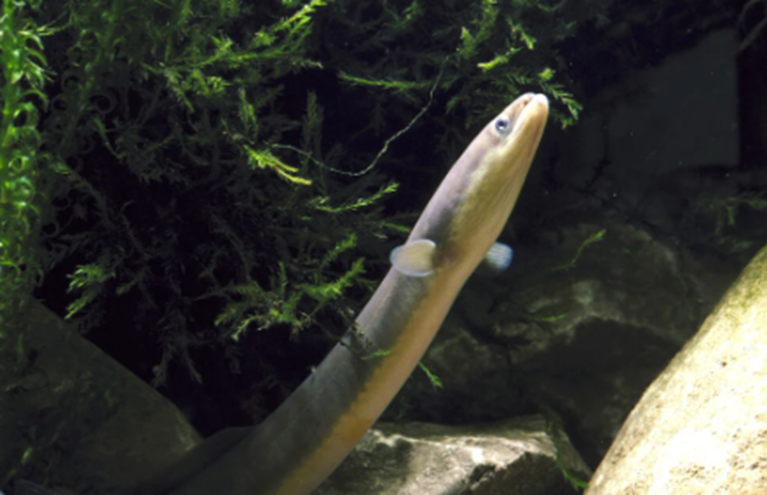 Eel